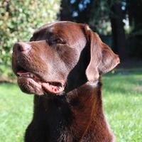 Labrador per accoppiamento