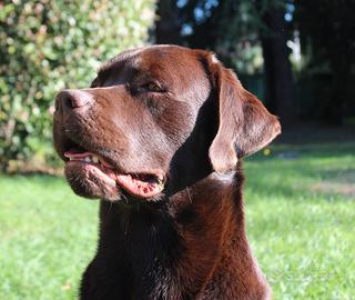 Labrador per accoppiamento