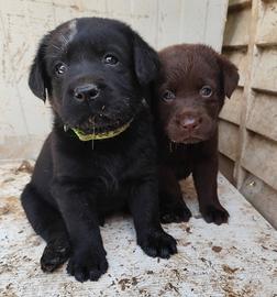 Labrador retriever