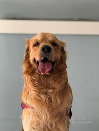Maschio Golden Retriever