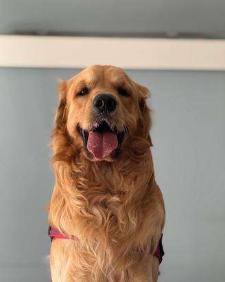 Maschio Golden Retriever