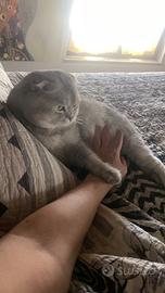 Annuncio per accoppiamento