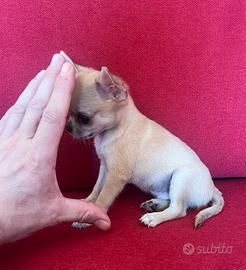Chihuahua Maschio è femmine mini Toy