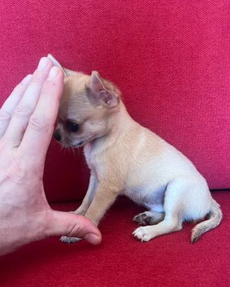 Chihuahua Maschio è femmine mini Toy