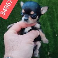 CHIHUAHUA meravigliosa coccolina