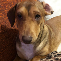 Similbassotto maschio 2 anni