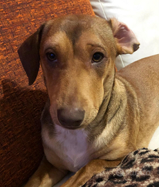 Similbassotto maschio 2 anni