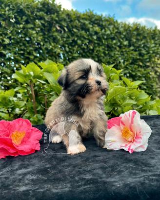 Barboncino Maltipoo Lhasa Apso - Tre Quarti di Lun