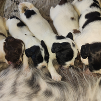 Vendita cuccioli springer spaniel inglese