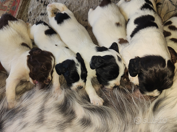 Vendita cuccioli springer spaniel inglese