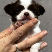 Chihuahua pelo lungo