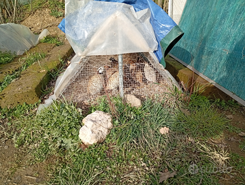 Colini della virginia