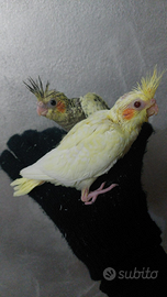 2 calopsite allevate a mano