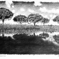"Riflessi di pini marittimi" disegno matita