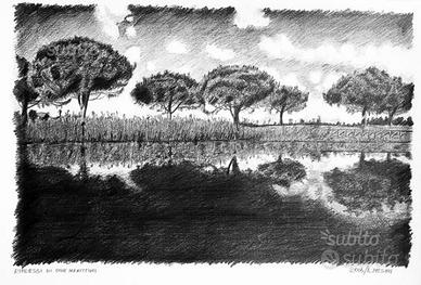 "Riflessi di pini marittimi" disegno matita