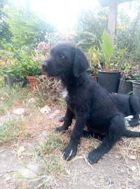 Cuccioli cane