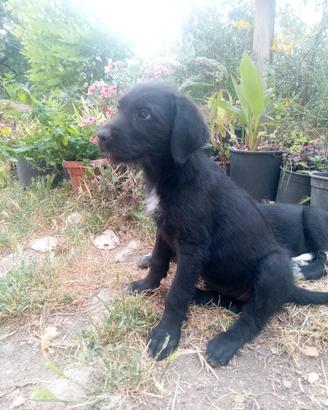 Cuccioli cane