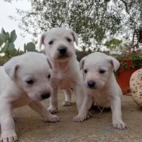 Cuccioli di maremmano di due mesi femmine