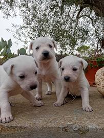 Cuccioli di maremmano di due mesi femmine