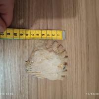Conchiglia Fossile 