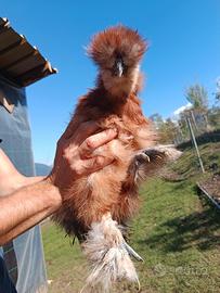 Gallo Moroseta