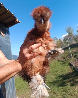 Gallo Moroseta