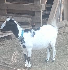 Capretta nana
