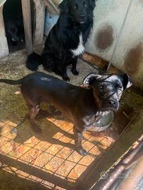 Cane incrocio pitbull cucciolo