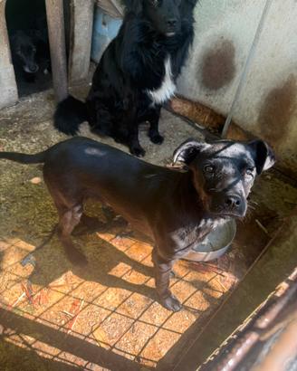 Cane incrocio pitbull cucciolo