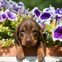 Cuccioli bassotto nano -Allevamento certificato