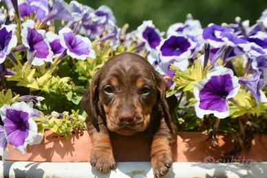 Cuccioli bassotto nano -Allevamento certificato