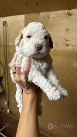 Lagotto Romagnolo Puro