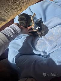 Chihuahua con pedigree