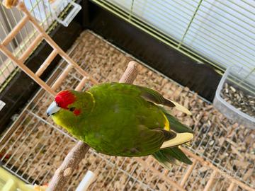 Kakariki maschio anellato