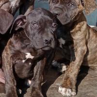 Cuccioli di Cane Corso con Pedigree