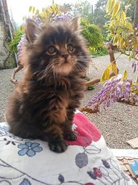 Gattini Maine Coon con pedegree libero