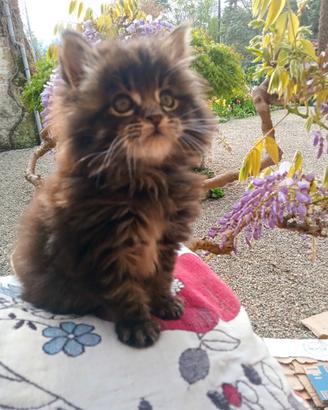 Gattini Maine Coon con pedegree libero