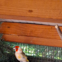 Cardellino mayor testa bianca