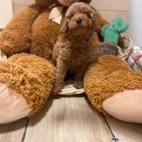 Barboncino red con pedigree enci