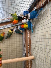 Inseparabili Fischer o Personata