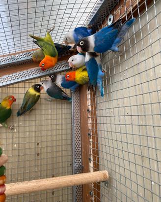 Inseparabili Fischer o Personata