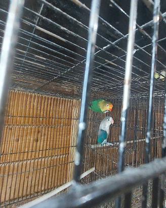 Coppie inseparabili fischer