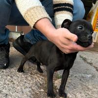 Staffordshire bull trrrier