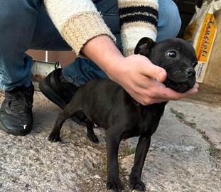 Staffordshire bull trrrier