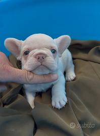 Cuccioli di bulldog francese
