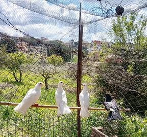 Coppie di colombe