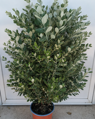 Pianta da siepe | Metrosideros in vaso 17 cm Pugl