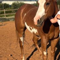 Cavallo Paint Horse Castrone