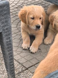 Ultimo maschio Golden retriever con pedigree ENCI
