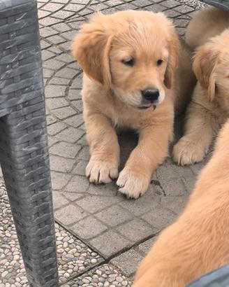 Ultimo maschio Golden retriever con pedigree ENCI